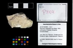 Foto (Objekt + Etikett) von Pithonoton marginatum (von Meyer, 1842)  (NHMW-GEO-2014-0194-0864)